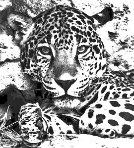 Jaguar Staredown